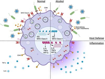 Transcriptional and Epigenetic Regulation of Monocyte and Macrophage Dysfunction by Chronic Alcohol Consumption